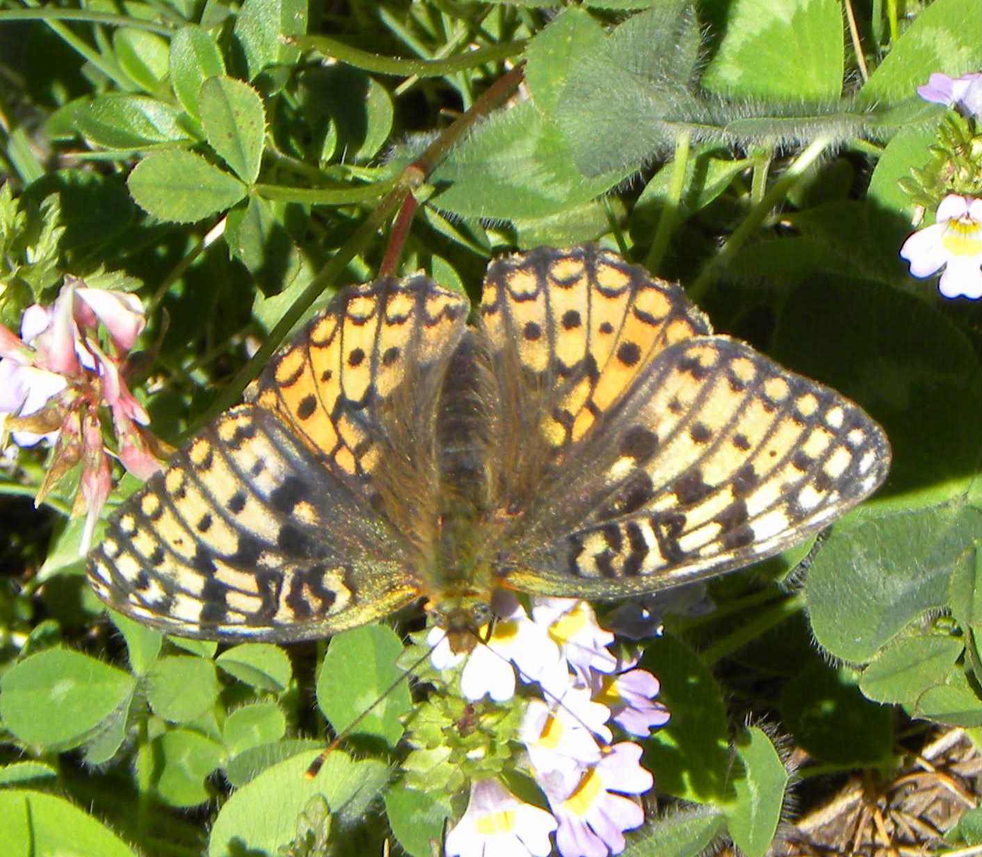 farfalla da identificare
